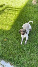 Lagotto romagnolo