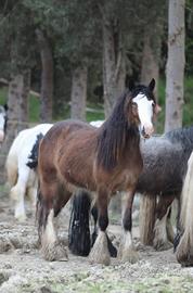 Irish cob gypsy vanner