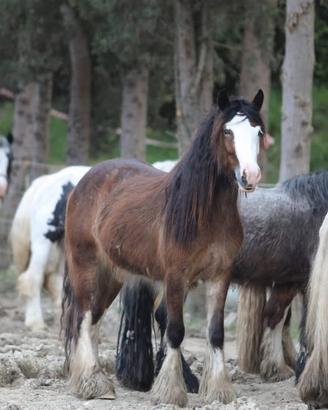 Irish cob gypsy vanner