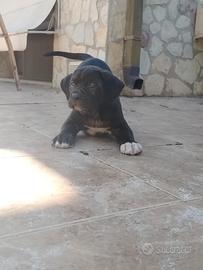 Cuccioli fi cane corso