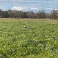 Setter inglese maschio