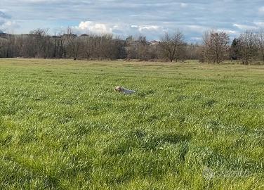 Setter inglese maschio