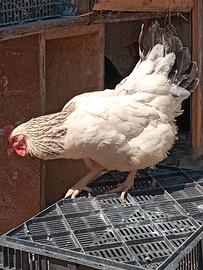 galline 