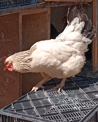 galline 