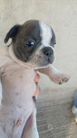 bulldog francese 