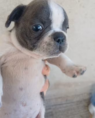 bulldog francese 