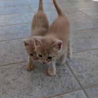 Gattini da adottare