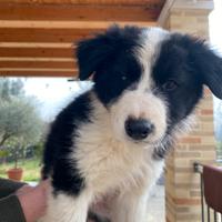 Cuccioli Border Collie MASCHIETTI con PEDIGREE