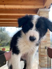 Cuccioli Border Collie MASCHIETTI con PEDIGREE