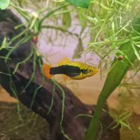 Guppy platy molly