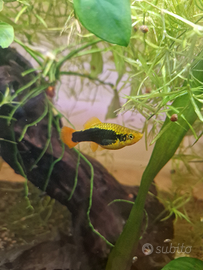 Guppy platy molly