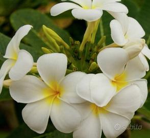 CERC.O pianta / talee plumeria pomelia frangipane
