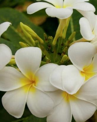 CERC.O pianta / talee plumeria pomelia frangipane