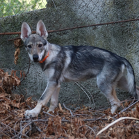 Cucciola di cane lupo cecoslovacco