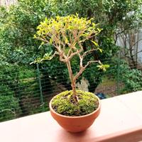 mini bonsai di serissa 