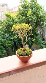 mini bonsai di serissa 