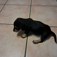 Cucciola di bassotto