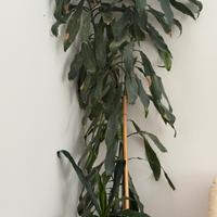 Pianta da interni alta 2.5 metri