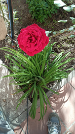 GIARDINIERE e VIVAISTA