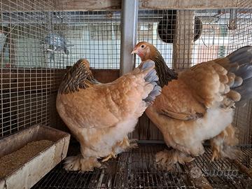 Galline ornamentali