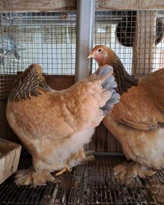 Galline ornamentali