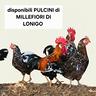 pulcini-di-galline-millefiori-di-lonigo