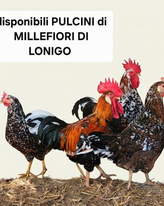 Pulcini di galline MILLEFIORI DI LONIGO