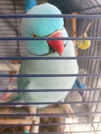 Splendido Parrocchetto dal Collare