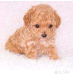 Cuccioli barboncino mini toy a muso corto