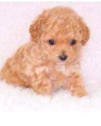 Cuccioli barboncino mini toy a muso corto