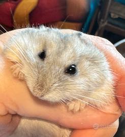 Criceto russo dolcissimo cucciolo