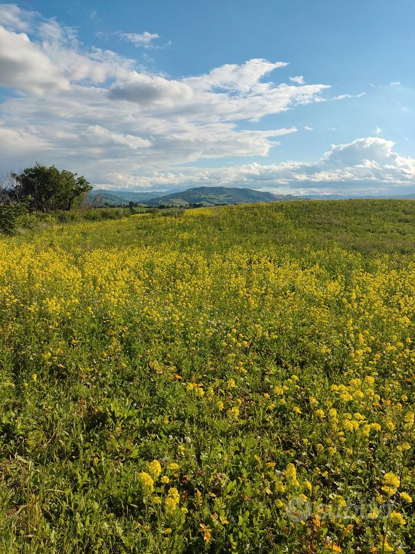 Terreno agricolo - View 3