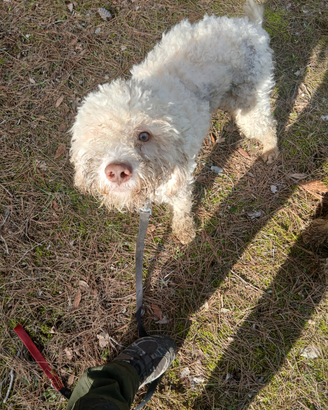 Cane da tartufo