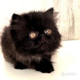 Cuccioli disponibili