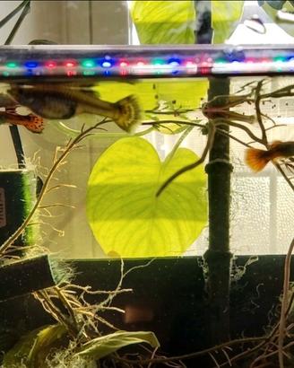 Guppy ed endler