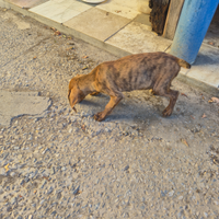 Cuccioli maremmani tigrati