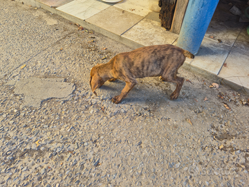 Cuccioli maremmani tigrati