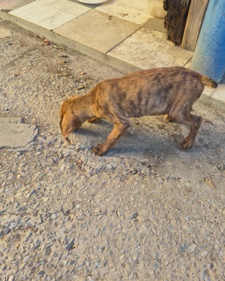 Cuccioli maremmani tigrati