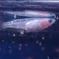 Medaka white tiger lamé