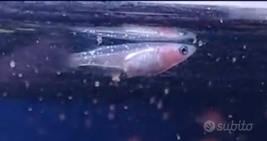 Medaka white tiger lamé