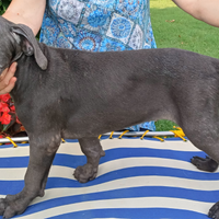 Cane corso