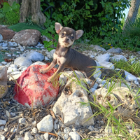 Chihuahua Toy