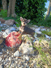 Chihuahua Toy