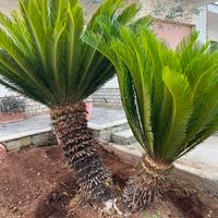 Cycas