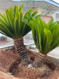 Cycas