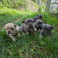 Cuccioli di bulldog francese