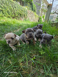 Cuccioli di bulldog francese