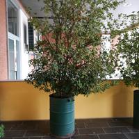 Fioriere e vasi con piante