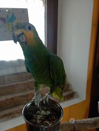 Amazzone fronte blu