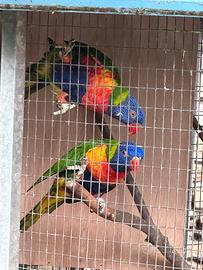 Pappagalli lori arcobaleno